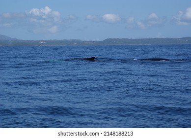 Humpback Whale Diving Into The Depths Of Samana Bay Off The Coast Of The Dominican Republic