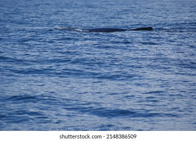 Humpback Whale Diving Into The Depths Of Samana Bay Off The Coast Of The Dominican Republic