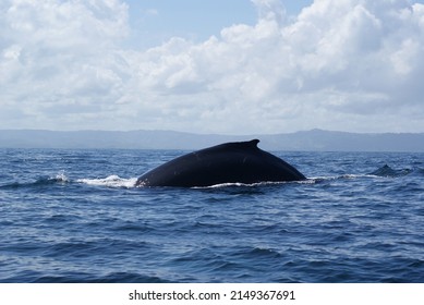 Humpback Whale Diving Into The Depths Of Samana Bay Off The Coast Of The Dominican Republic