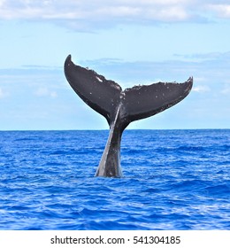 Humpback Whale Tail Images Stock Photos Vectors Shutterstock