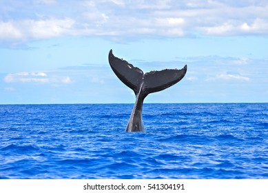 Humpback whale diving, tail out of the sea