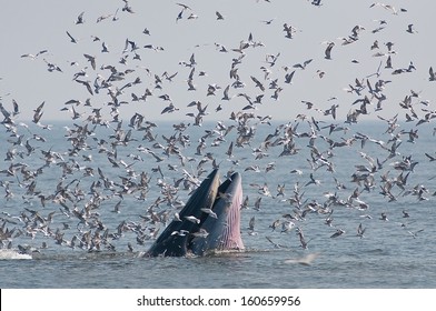 Humpback whale eating fish.