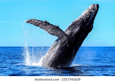 Humpback whale emerging from the deep sea and jumping off the Mexican coast of Cabo San Lucas in the Cut Sea, after migrating from the cold waters of Alaska to the warm Mexican waters of the Ocean. - Shutterstock ID 2357343639
