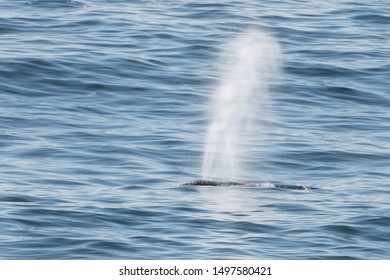 Humpback Whale Emitting Plume Of Water Vapor At The Oregon Coast.