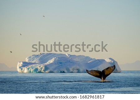 A humpback whale engages in solo bubble net feeding and a flock of Antarctic terns fly over an iceberg at sunset