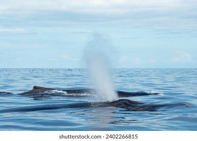 Humpback Whale Family, Water Spout, and Pelican Flock on the Horizon in the Pacific Ocean off the coast of Drake Bay, Corcovado, Costa Rica - Powered by Shutterstock