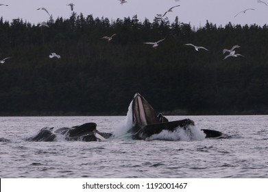 Humpback Whale Feeding