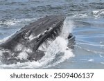 A humpback whale feeding during a whale watch in Massachusetts