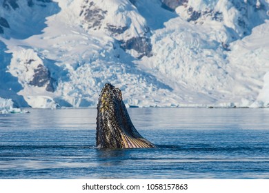 Humpback Whale Feeding Krill