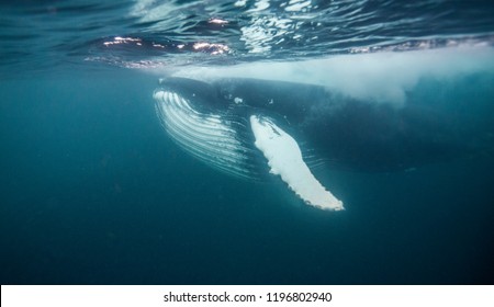 Humpback Whale Feeding On Herring, Northern Norway.