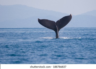 Humpback Whale Fin