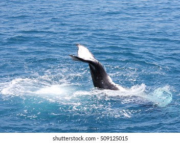 Humpback Whale flapping his tail Hervey Bay Australia