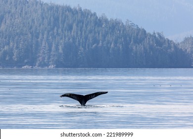 A Humpback Whale Flaps Its Tail In Johnstone Strait, Vancouver Island