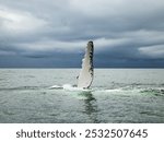 Humpback Whale flipper slapping at PNN Uramba, Bahia Malaga, Colombia.