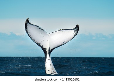Humpback whale fluke in the air
