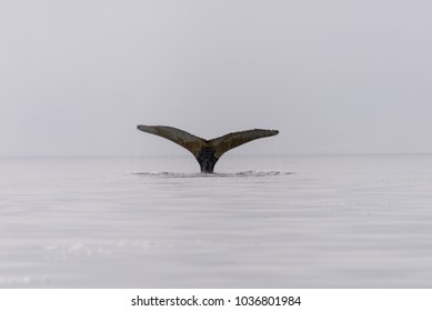 Humpback Whale Fluke In Antarctic Sea