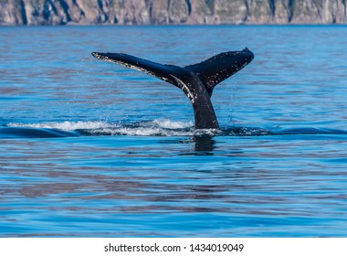 Fluke Down Images Stock Photos Vectors Shutterstock