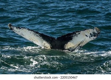 Humpback Whale Fluking In Cape Cod Whale Watching Tour  