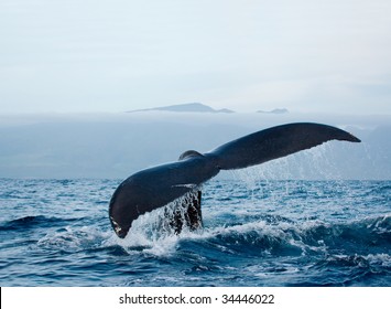 Humpback Whale Fluking Tail In Maui Hawaii