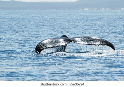 Humpback Whale In Front Of Fraser Iceland, Australia