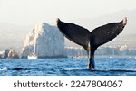 Humpback whale in its full glory around the Pacific Ocean 