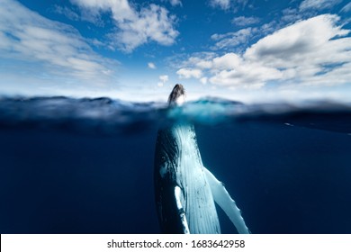 Humpback Whale Half Underwater Photo Looks To The Camera