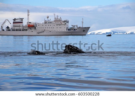 Humpback whale head with ship, boat, showing on the dive, Antarctic Peninsula