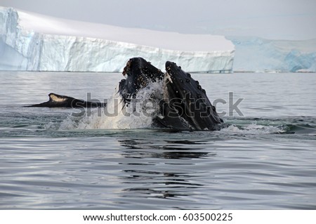 Humpback whale head, showing on the dive, Antarctic Peninsula