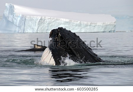 Humpback whale head, showing on the dive, Antarctic Peninsula
