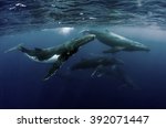 Humpback Whale Heatrun