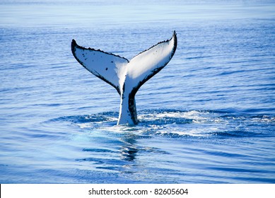 Humpback Whale In Hervey Bay,  Australia