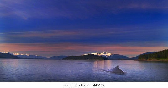 Humpback Whale, Inside Passage, Alaska