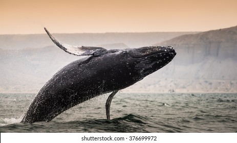 Humpback Whale Jump In Los Organos, Piura, Peru.