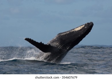 Humpback Whale Jump At Sunset Against A Beautiful Sky. Madagascar. The Water Area Of The Island Of St. Mary.