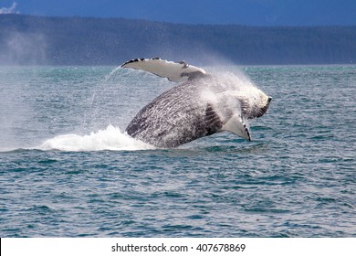 Humpback Whale Jumping In Alaska