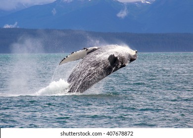 Humpback Whale Jumping In Alaska