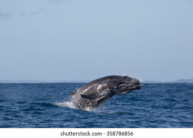 ウォーカー湾 ヘルマヌス 南アフリカの南右のクジラのブリーチング の写真素材 今すぐ編集