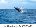 A humpback whale jumping out of the Atlantic Ocean off the island of Boa Vista, Cape Verde