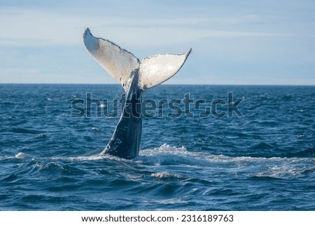 Humpback whale jumping out of the ocean water and splashing, Bay of Fundy, Atlantic Ocean, Nova Scotia, Canada