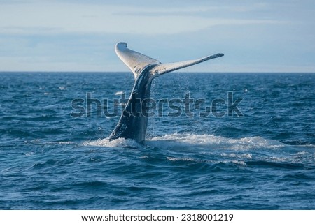 Humpback whale jumping out of the ocean water and splashing, Bay of Fundy, Atlantic Ocean, Nova Scotia, Canada