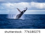 Humpback whale jumping out of the water in Australia. The whale is spraying water and ready to fall on its back.