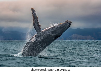 Humpback whale jumping out of water in pacific coast, Puerto Lopez, Ecuador - Shutterstock ID 1852916713