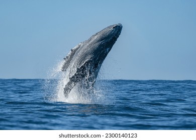 Una ballena jorobada saltando del agua en Baja California Sur, México, Océano Pacífico