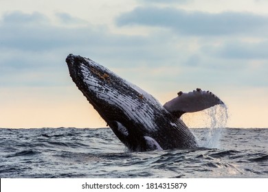 Humpback Whale Jumping At Sunset