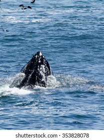 Humpback Whale Lunge Feeding