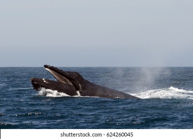 Humpback Whale Lunge Feeding