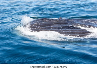 Humpback Whale Lunge Feeding
