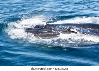 Humpback Whale Lunge Feeding
