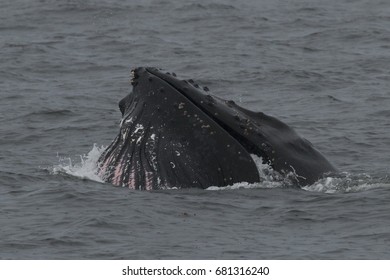 Humpback Whale Lunge Feeding In Frederick Sound, Alaska