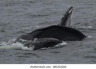 Humpback Whale Lunge Feeding In Frederick Sound, Alaska